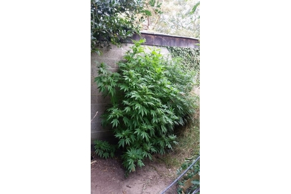 Big Bomb (Bomb Seeds) Feminiserede Big Bomb (Bomb Seeds) Feminiserede