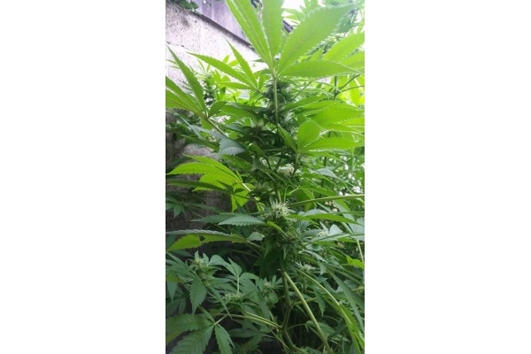 Big Bomb (Bomb Seeds) Feminiserede Big Bomb (Bomb Seeds) Feminiserede