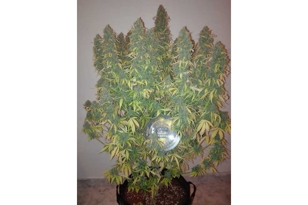 Big Bang Autoflowering (Greenhouse Seeds) Feminiserede Big Bang Autoflowering (Greenhouse Seeds) Feminiserede