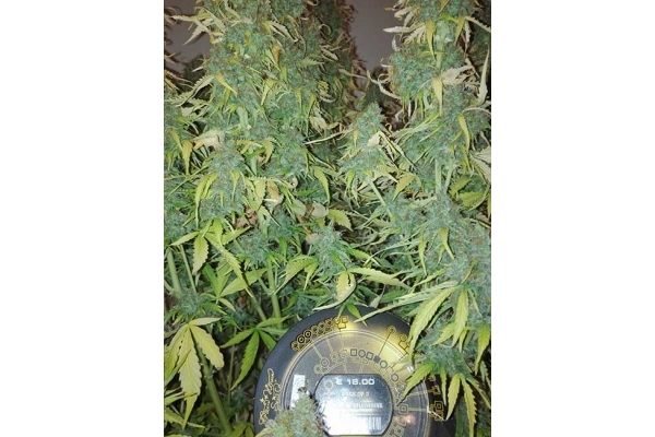 Big Bang Autoflowering (Greenhouse Seeds) Feminiserede Big Bang Autoflowering (Greenhouse Seeds) Feminiserede