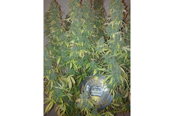 Big Bang Autoflowering (Greenhouse Seeds) Feminiserede Big Bang Autoflowering (Greenhouse Seeds) Feminiserede