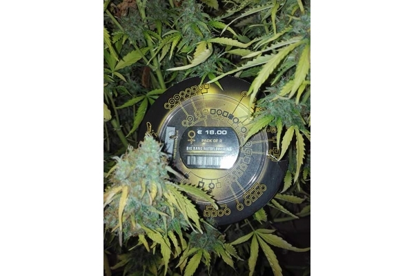 Big Bang Autoflowering (Greenhouse Seeds) Feminiserede Big Bang Autoflowering (Greenhouse Seeds) Feminiserede