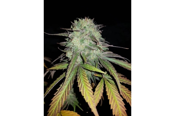 Painkiller XL (Royal Queen Seeds) Feminiserede Painkiller XL (Royal Queen Seeds) Feminiserede
