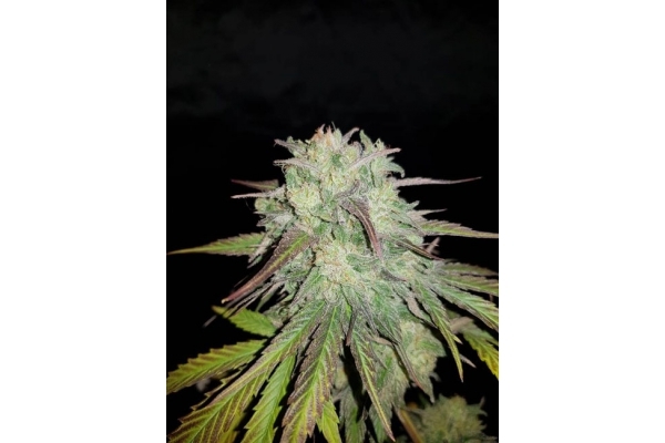 Painkiller XL (Royal Queen Seeds) Feminiserede Painkiller XL (Royal Queen Seeds) Feminiserede