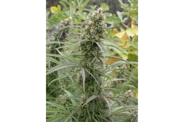 Congo (ACE Seeds) Feminiserede Congo (ACE Seeds) Feminiserede