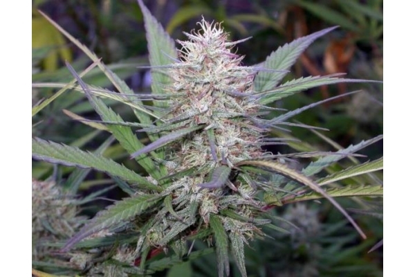 Congo (ACE Seeds) Feminiserede Congo (ACE Seeds) Feminiserede