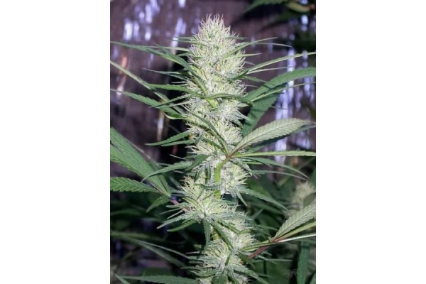 Congo (ACE Seeds) Feminiserede Congo (ACE Seeds) Feminiserede