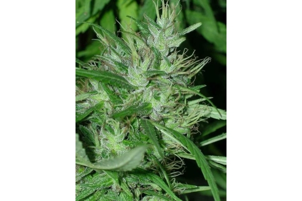 Congo (ACE Seeds) Feminiserede Congo (ACE Seeds) Feminiserede