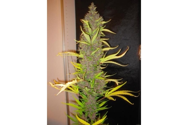 Congo (ACE Seeds) Feminiserede Congo (ACE Seeds) Feminiserede