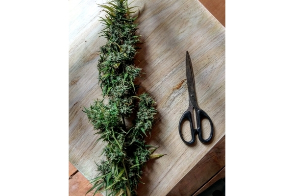 Malawi (ACE Seeds) Feminiserede Malawi (ACE Seeds) Feminiserede