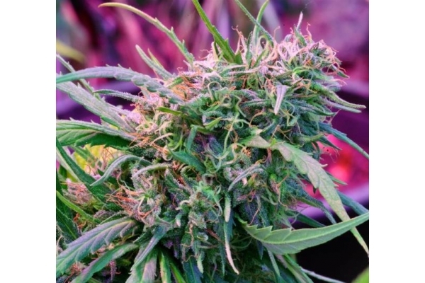 Malawi (ACE Seeds) Feminiserede Malawi (ACE Seeds) Feminiserede