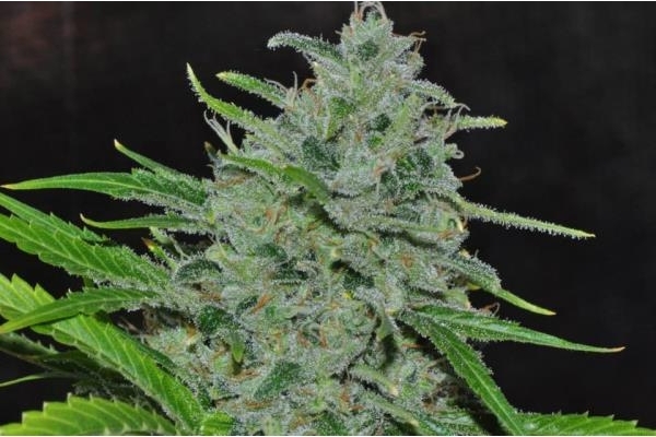 Malawi (ACE Seeds) Feminiserede Malawi (ACE Seeds) Feminiserede