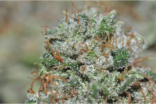 Malawi (ACE Seeds) Feminiserede Malawi (ACE Seeds) Feminiserede