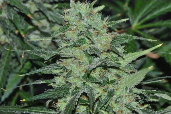 Malawi (ACE Seeds) Feminiserede Malawi (ACE Seeds) Feminiserede
