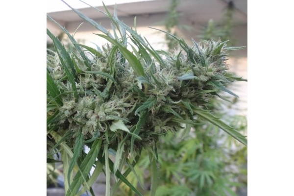 Malawi (ACE Seeds) Feminiserede Malawi (ACE Seeds) Feminiserede