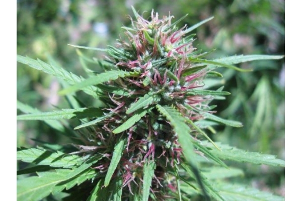 Malawi (ACE Seeds) Feminiserede Malawi (ACE Seeds) Feminiserede