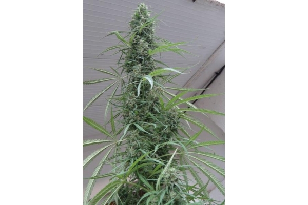 Golden Tiger (ACE Seeds) Feminiserede frø Golden Tiger (ACE Seeds) Feminiserede frø