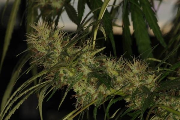 Golden Tiger (ACE Seeds) Feminiserede frø Golden Tiger (ACE Seeds) Feminiserede frø