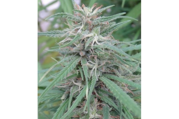 Golden Tiger (ACE Seeds) Feminiserede frø Golden Tiger (ACE Seeds) Feminiserede frø