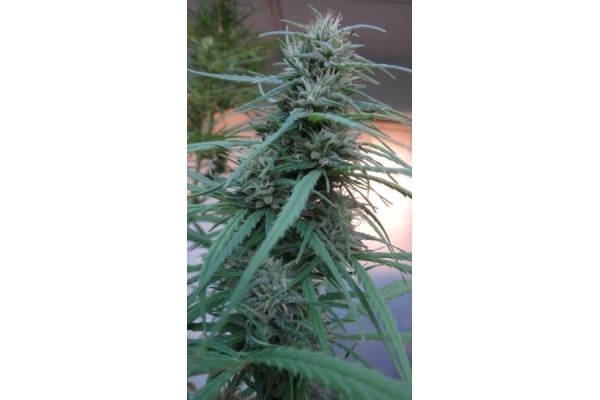 Golden Tiger (ACE Seeds) Feminiserede frø Golden Tiger (ACE Seeds) Feminiserede frø