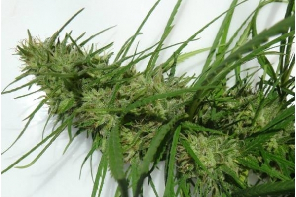 Golden Tiger (ACE Seeds) Feminiserede frø Golden Tiger (ACE Seeds) Feminiserede frø