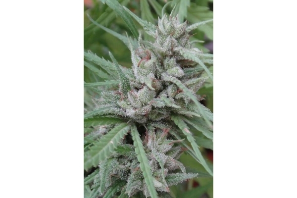 Golden Tiger (ACE Seeds) Feminiserede frø Golden Tiger (ACE Seeds) Feminiserede frø
