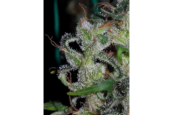 Zamaldelica (ACE Seeds) Feminiserede Zamaldelica (ACE Seeds) Feminiserede