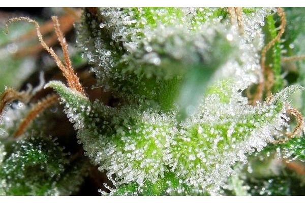 Zamaldelica (ACE Seeds) Feminiserede Zamaldelica (ACE Seeds) Feminiserede