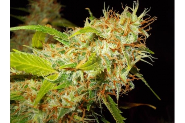Zamaldelica (ACE Seeds) Feminiserede Zamaldelica (ACE Seeds) Feminiserede