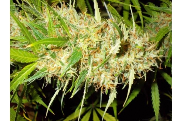 Zamaldelica (ACE Seeds) Feminiserede Zamaldelica (ACE Seeds) Feminiserede