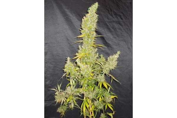 Zamaldelica (ACE Seeds) Feminiserede Zamaldelica (ACE Seeds) Feminiserede