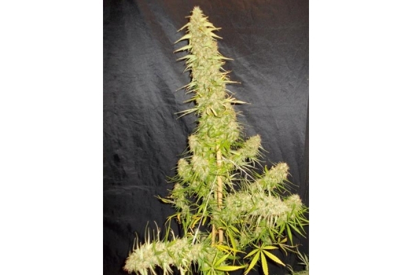 Zamaldelica (ACE Seeds) Feminiserede Zamaldelica (ACE Seeds) Feminiserede