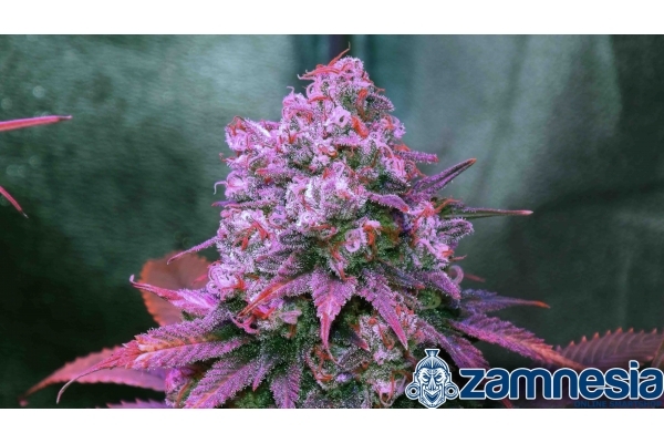 Blue Dream (Zamnesia Seeds) Feminiserede Blue Dream (Zamnesia Seeds) Feminiserede