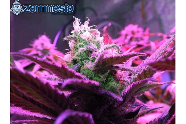 Blue Dream (Zamnesia Seeds) Feminiserede Blue Dream (Zamnesia Seeds) Feminiserede