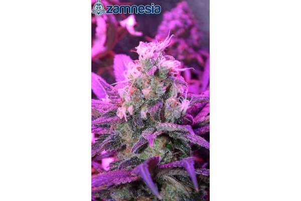 Blue Dream (Zamnesia Seeds) Feminiserede Blue Dream (Zamnesia Seeds) Feminiserede