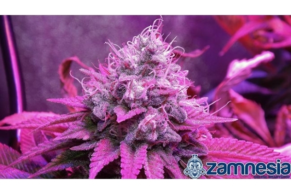 Blue Dream (Zamnesia Seeds) Feminiserede Blue Dream (Zamnesia Seeds) Feminiserede