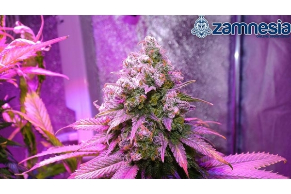 Blue Dream (Zamnesia Seeds) Feminiserede Blue Dream (Zamnesia Seeds) Feminiserede