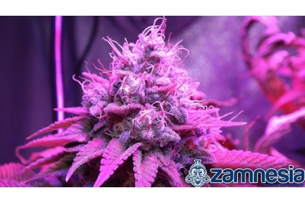 Blue Dream (Zamnesia Seeds) Feminiserede Blue Dream (Zamnesia Seeds) Feminiserede
