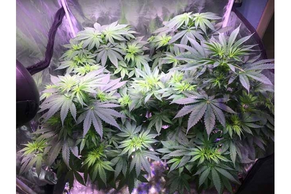Blue Dream (Zamnesia Seeds) Feminiserede Blue Dream (Zamnesia Seeds) Feminiserede