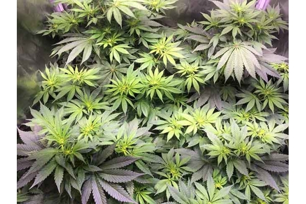 Blue Dream (Zamnesia Seeds) Feminiserede Blue Dream (Zamnesia Seeds) Feminiserede