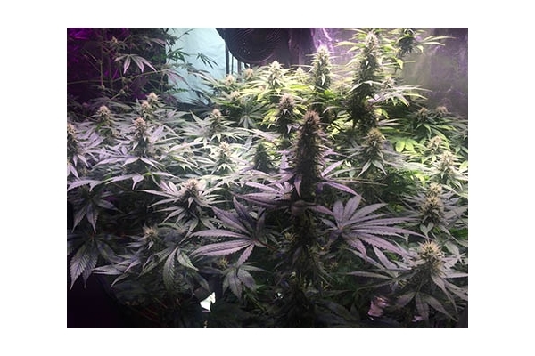 Blue Dream (Zamnesia Seeds) Feminiserede Blue Dream (Zamnesia Seeds) Feminiserede