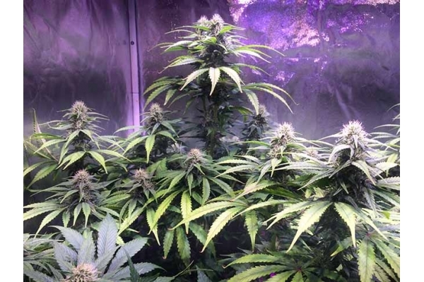 Blue Dream (Zamnesia Seeds) Feminiserede Blue Dream (Zamnesia Seeds) Feminiserede