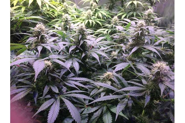 Blue Dream (Zamnesia Seeds) Feminiserede Blue Dream (Zamnesia Seeds) Feminiserede