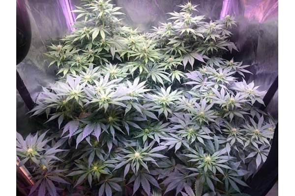 Blue Dream (Zamnesia Seeds) Feminiserede Blue Dream (Zamnesia Seeds) Feminiserede