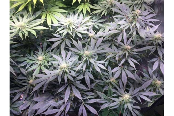 Blue Dream (Zamnesia Seeds) Feminiserede Blue Dream (Zamnesia Seeds) Feminiserede