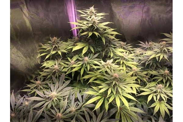Blue Dream (Zamnesia Seeds) Feminiserede Blue Dream (Zamnesia Seeds) Feminiserede