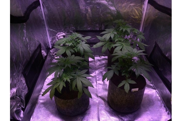 Blue Dream (Zamnesia Seeds) Feminiserede Blue Dream (Zamnesia Seeds) Feminiserede