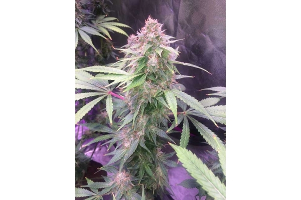 Blue Dream (Zamnesia Seeds) Feminiserede Blue Dream (Zamnesia Seeds) Feminiserede