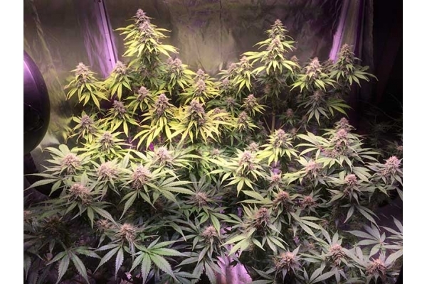 Blue Dream (Zamnesia Seeds) Feminiserede Blue Dream (Zamnesia Seeds) Feminiserede