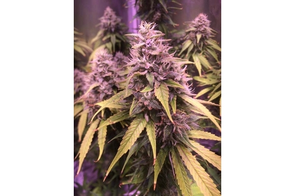 Blue Dream (Zamnesia Seeds) Feminiserede Blue Dream (Zamnesia Seeds) Feminiserede